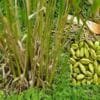 Cardamom Farming