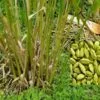 Cardamom Farming