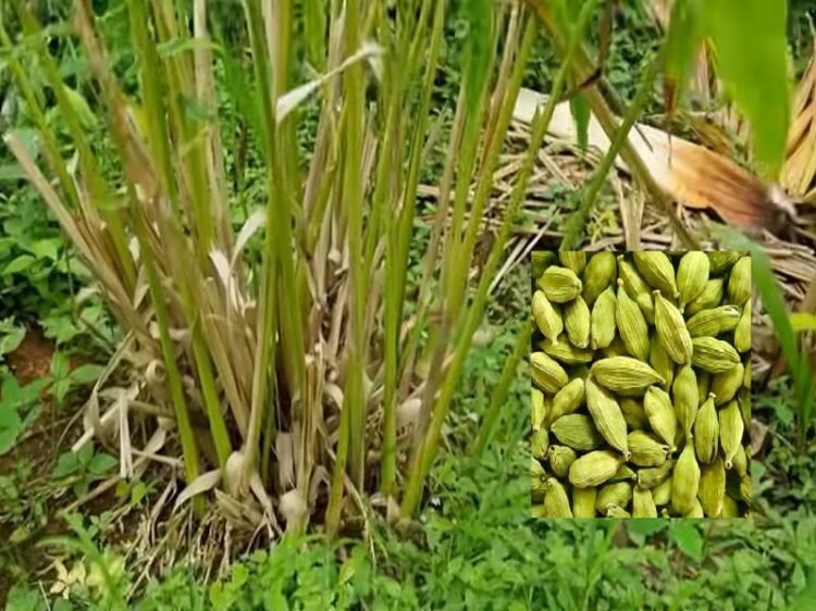Cardamom Farming