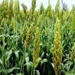 Jowar ki Kheti