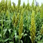 Jowar ki Kheti