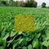 Moong Farming