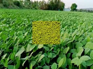 Moong Farming
