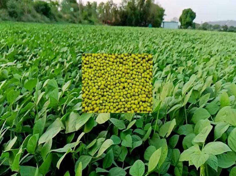 Moong Farming