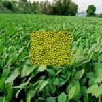Moong ki Kheti
