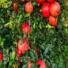 Pomegranate Farming