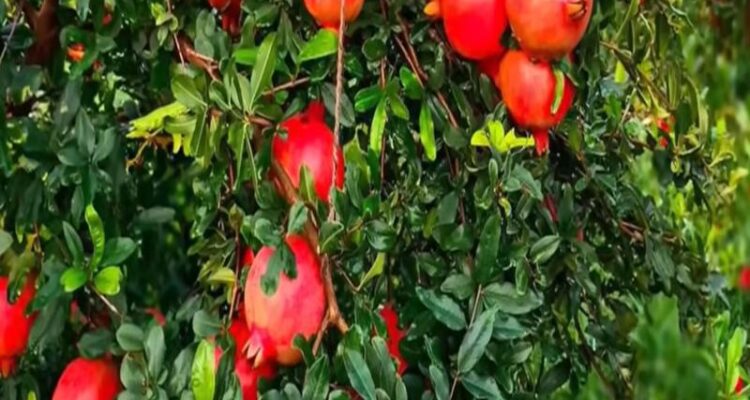 Pomegranate Farming