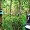 Rubber Farming
