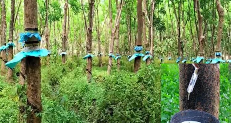 Rubber Farming