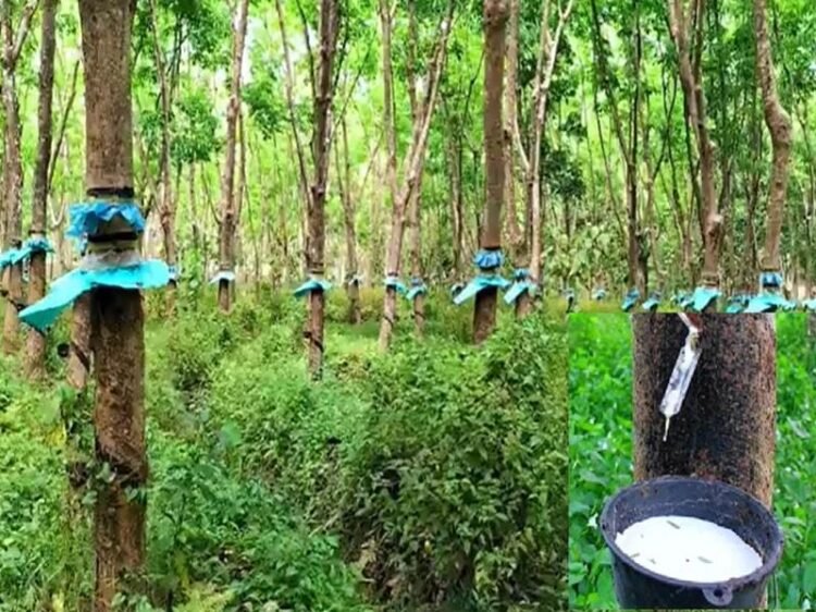 Rubber Ki Kheti