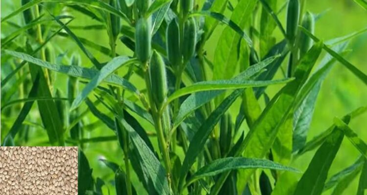 Sesame Farming In India