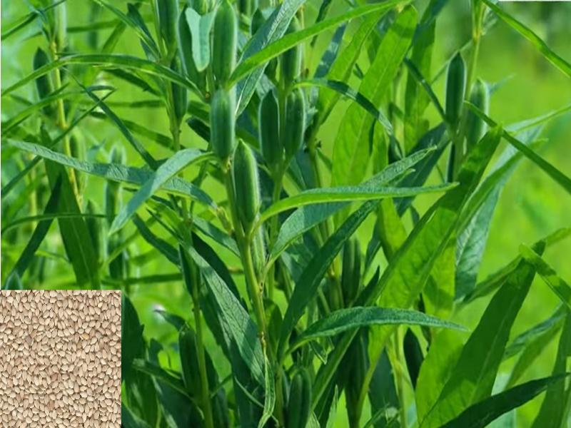 Sesame Farming In India