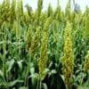Sorghum Farming