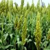 Sorghum Farming