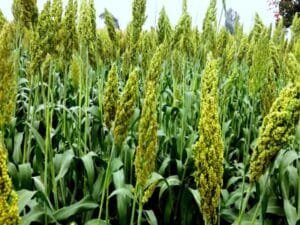 Sorghum Farming