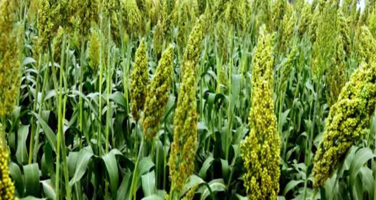 Sorghum Farming