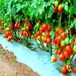 Tamatar Ki Kheti