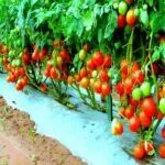 Tamatar Ki Kheti