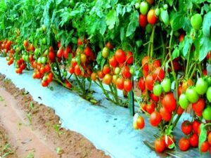 Tamatar Ki Kheti