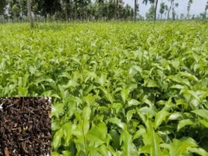 Tea Farming In India