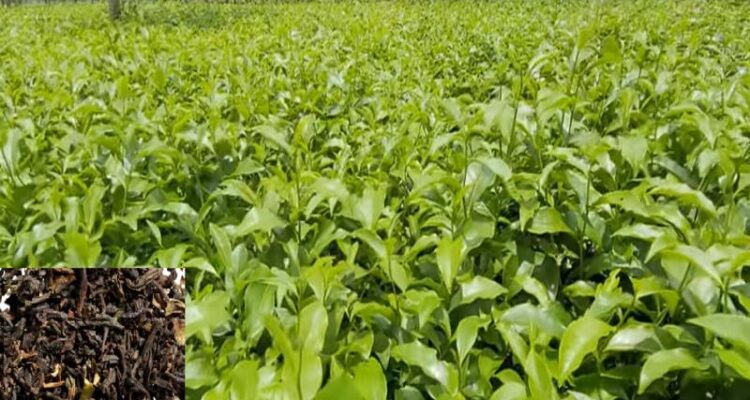 Tea Farming In India