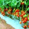 Tomato Farming