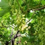 Angoor ki Kheti