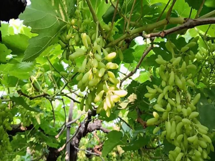 Angoor ki Kheti