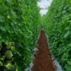 Bitter Gourd Farming