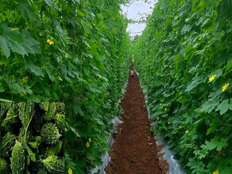 Bitter Gourd Farming