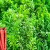 Carrot Farming