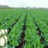 Cauliflower Farming