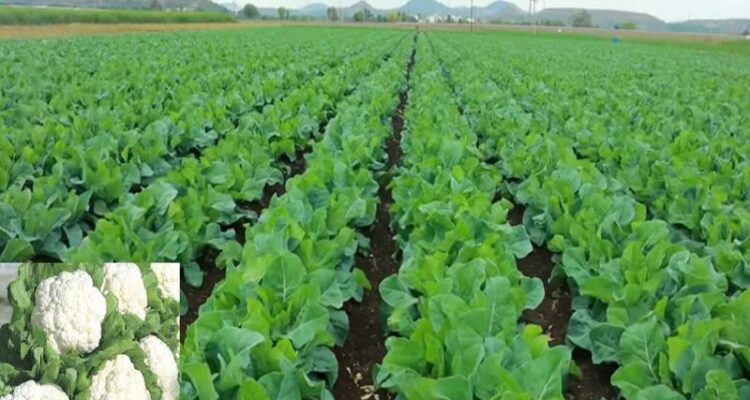 Cauliflower Farming