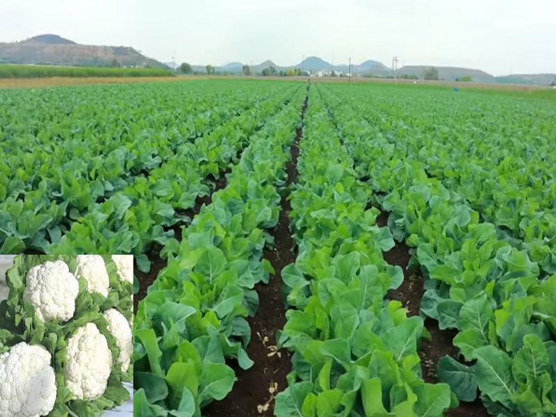 Cauliflower Farming