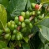 Coffee Farming In India
