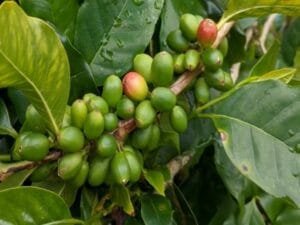 Coffee Farming In India