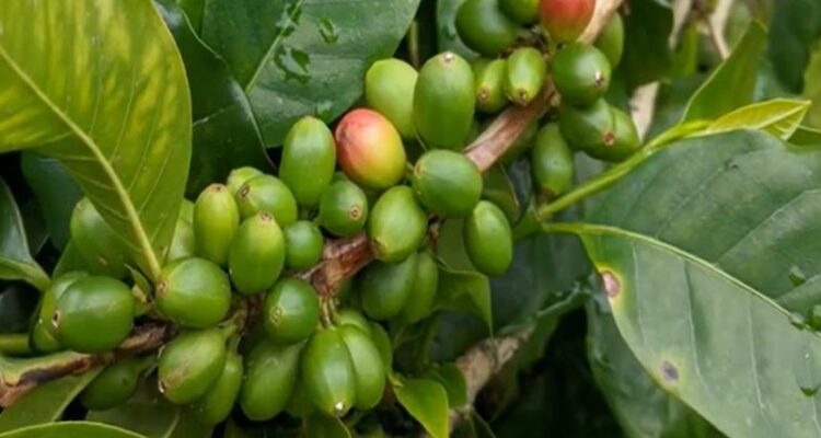 Coffee Farming In India