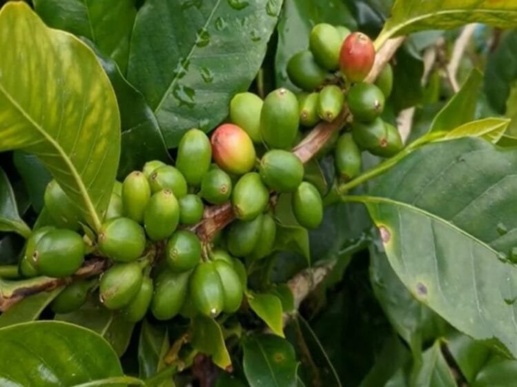 Coffee Farming In India