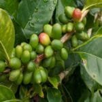 Coffee Ki Kheti
