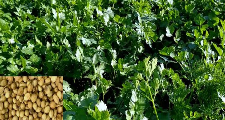 Coriander Farming