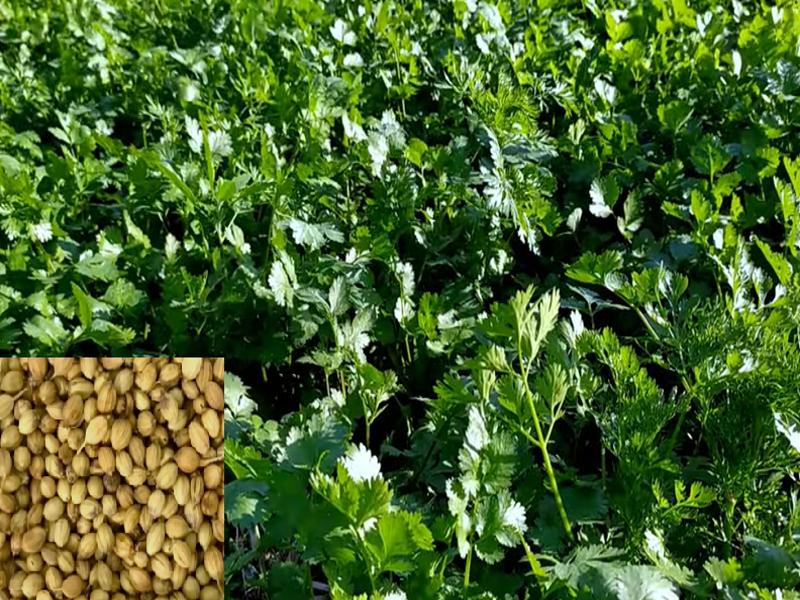 Coriander Farming