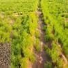 Cumin Farming