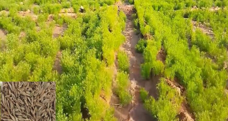 Cumin Farming
