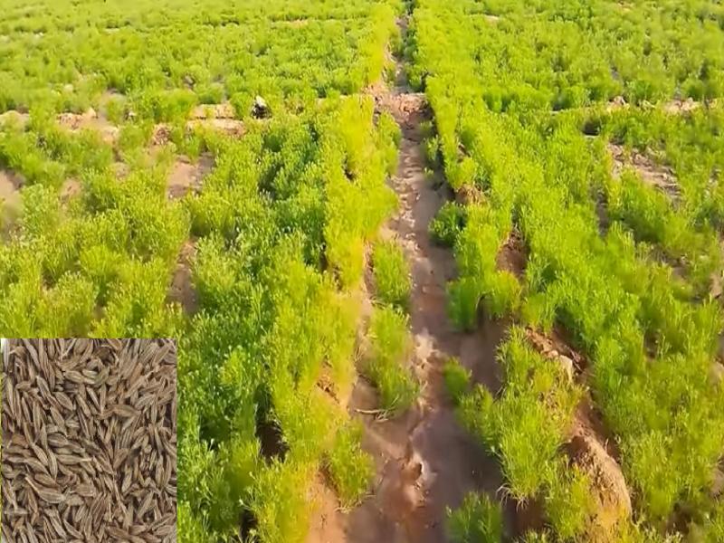 Cumin Farming