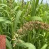 Finger Millet
