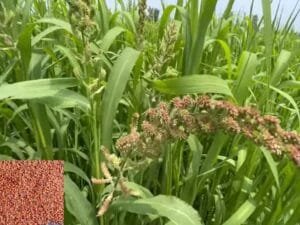 Finger Millet