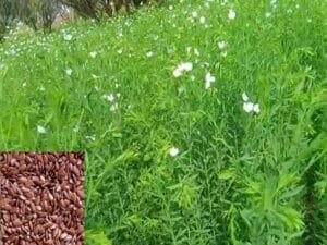 Flax Farming