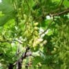 Grape Farming In India