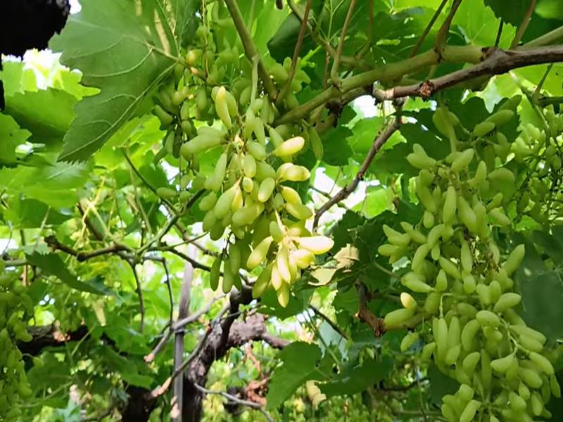 Grape Farming In India