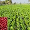 Kidney Beans